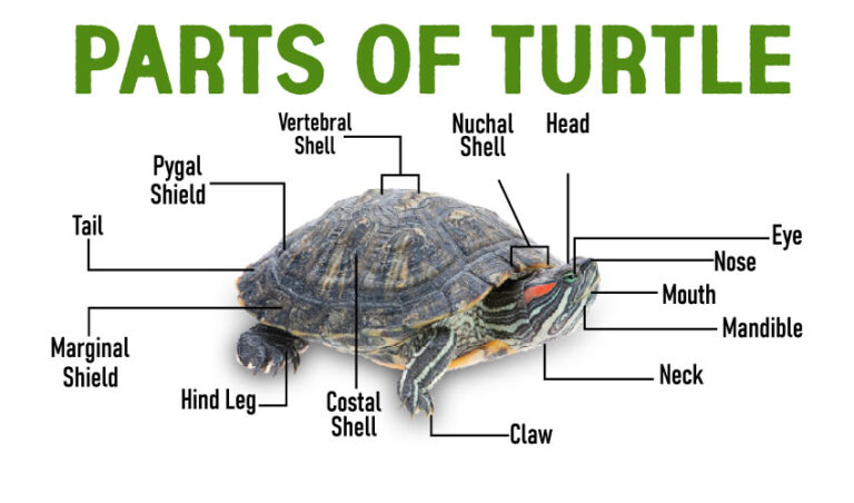 Turtle anatomy