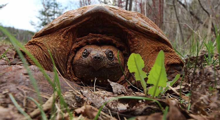 Snapg Turtle Breed Information And Care Guide Everything Reptiles Snapping turtles live only in fresh or brackish water.