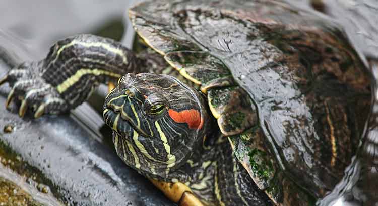 Do turtles have scales? (with pictures)