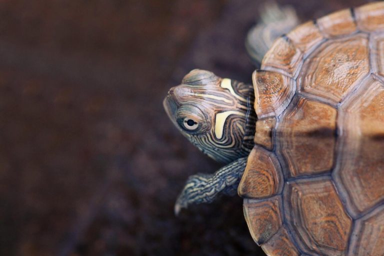 How Big Do Map Turtles Get Turtle Pet Guide How Big Do Map Turtles Get 768x512 