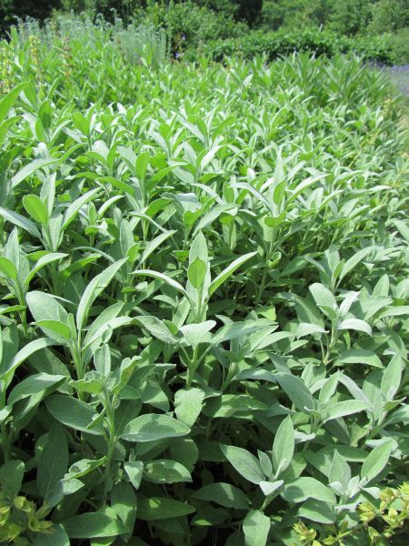 What Is A Texas Sage Shrub Growing Texas Sage In The Garden