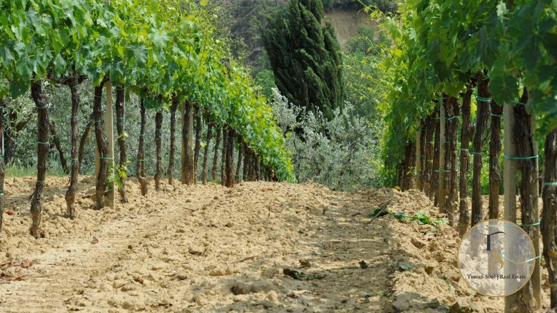 Винодельческая компания «Il Terroir»