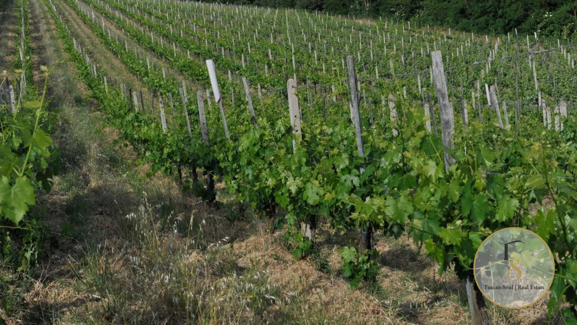 Винодельческая компания «Il Terroir»