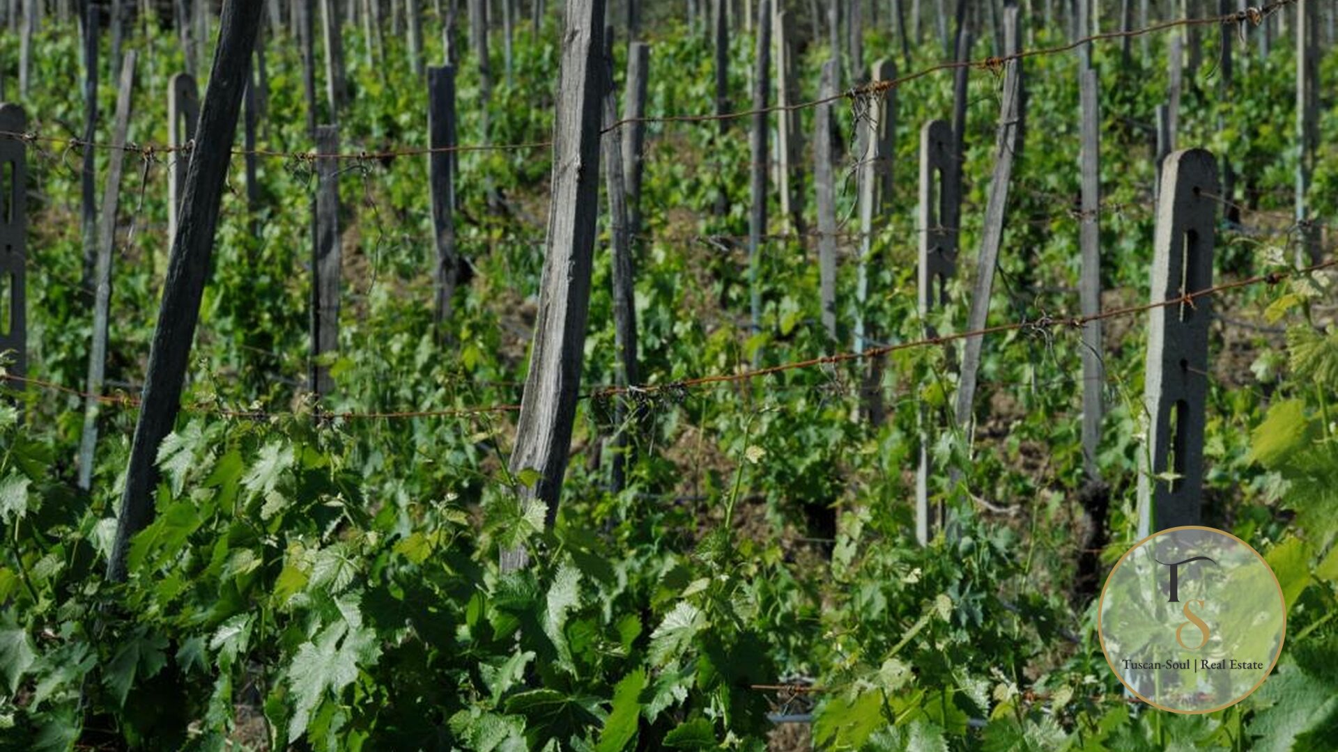 Винодельческая компания «Il Terroir»