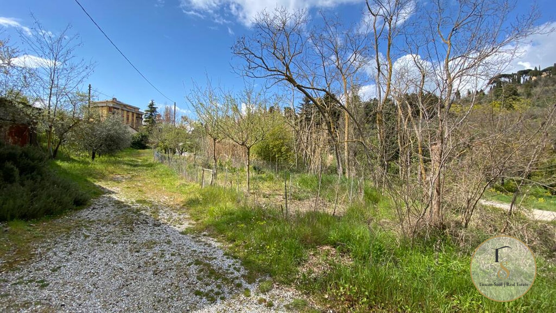 The Olive Project