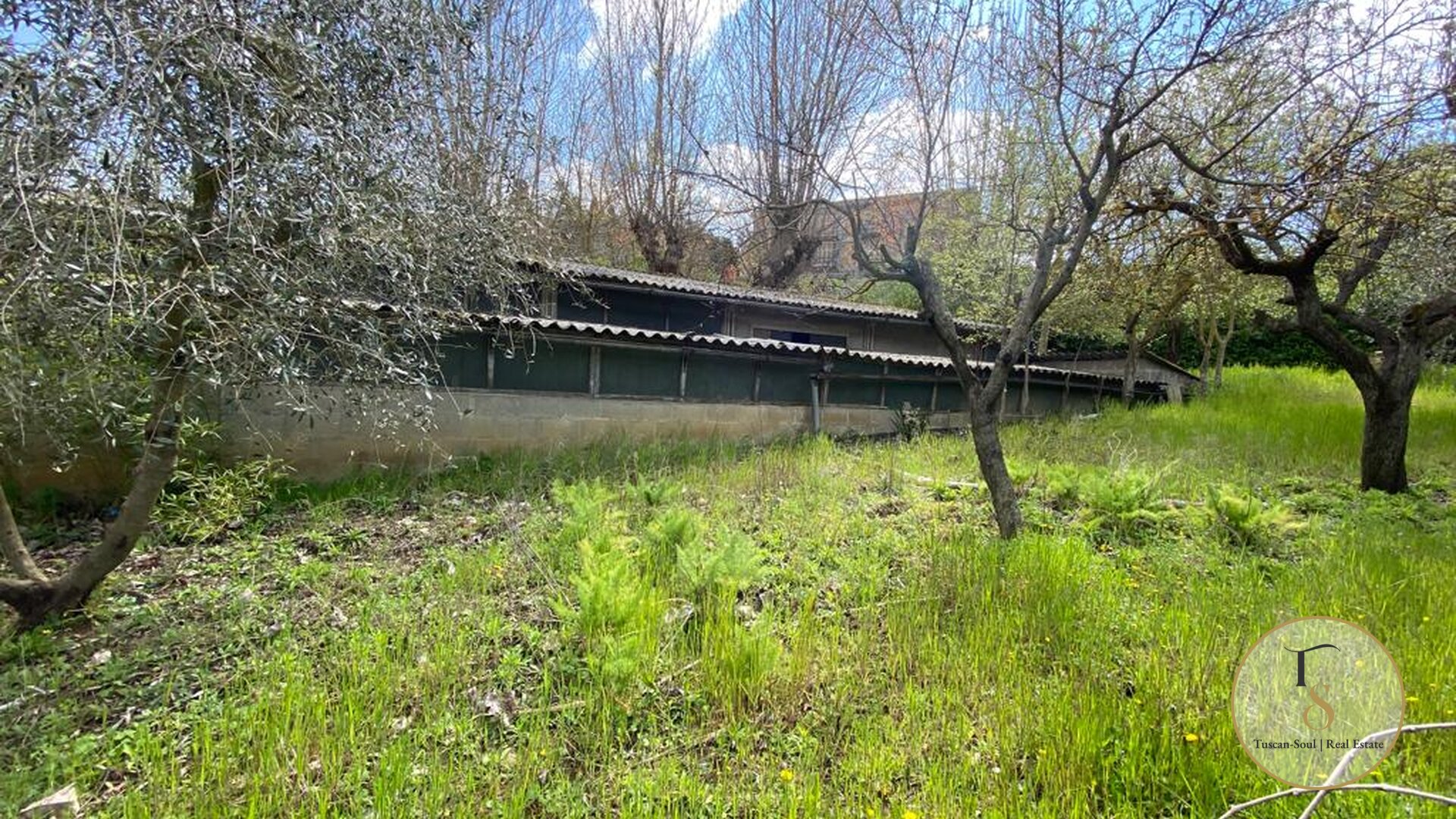 The Olive Project