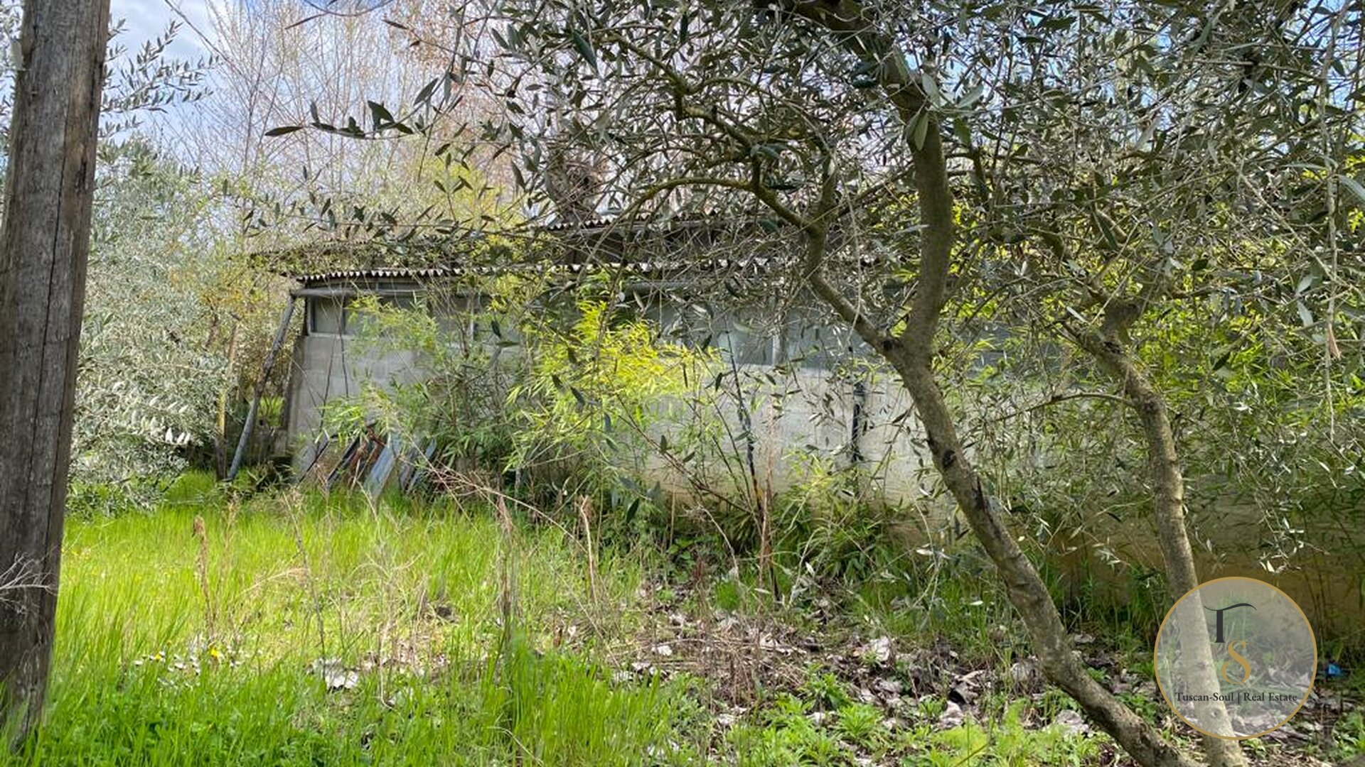 The Olive Project