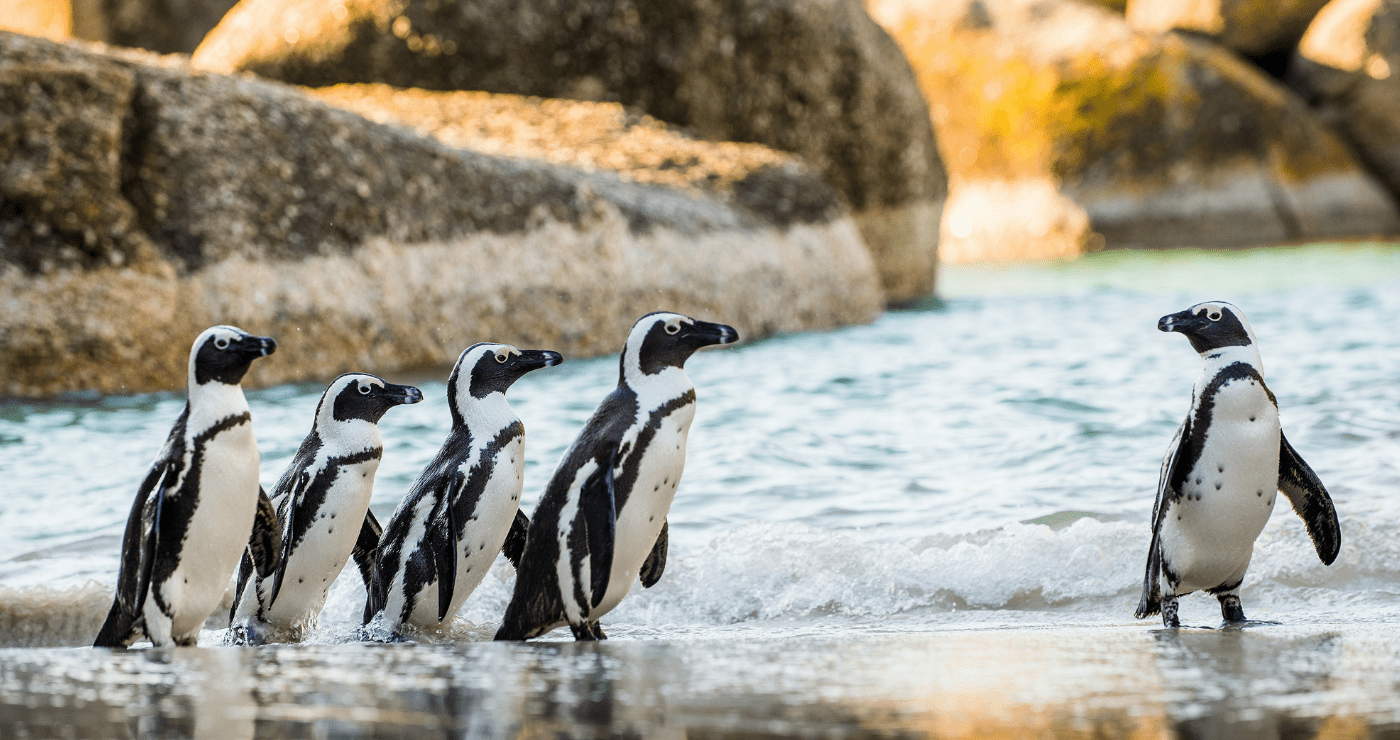 Meet Sa S Majestic Marine Big Five Travelground Blog