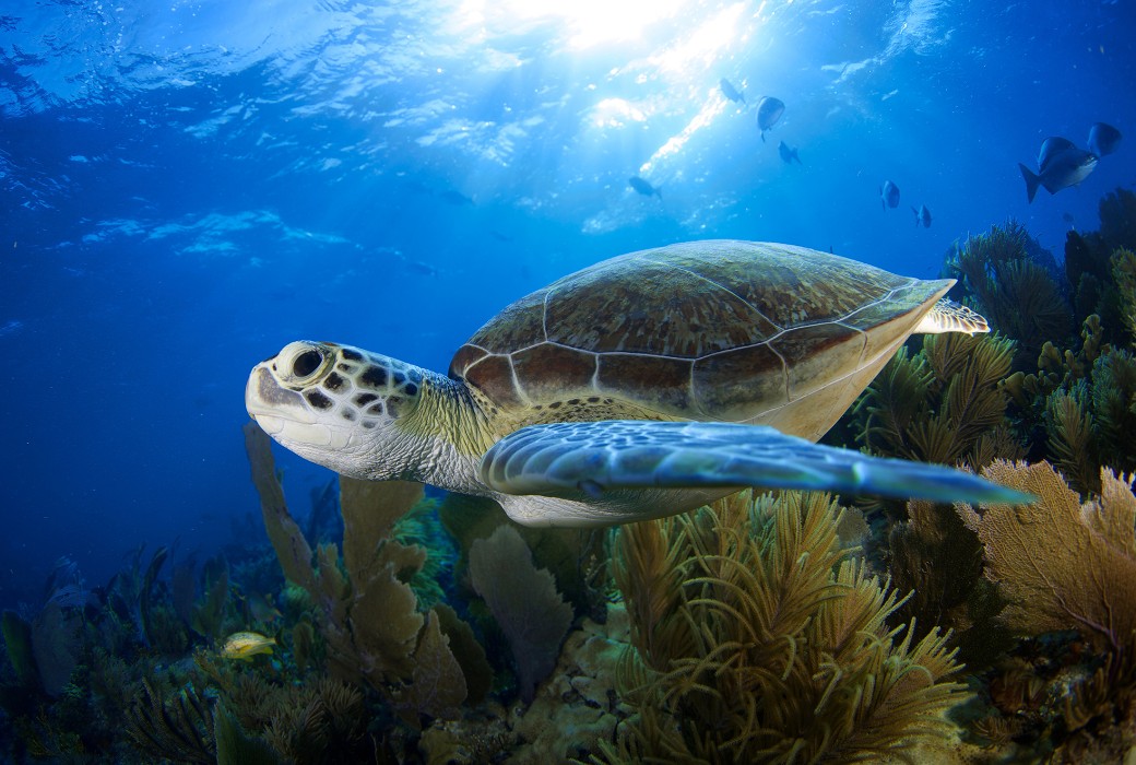 Airdate: Reef School | TV Tonight - Vimarsana News