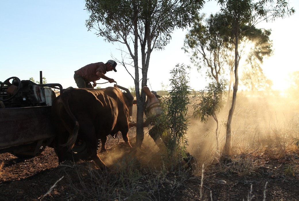 Blake Cook Outback Ringer Renewed: Outback Ringer | TV Tonight