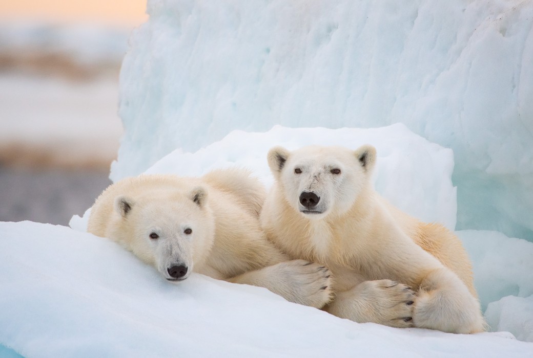 Airdate: Polar Bear | TV Tonight - Vimarsana News
