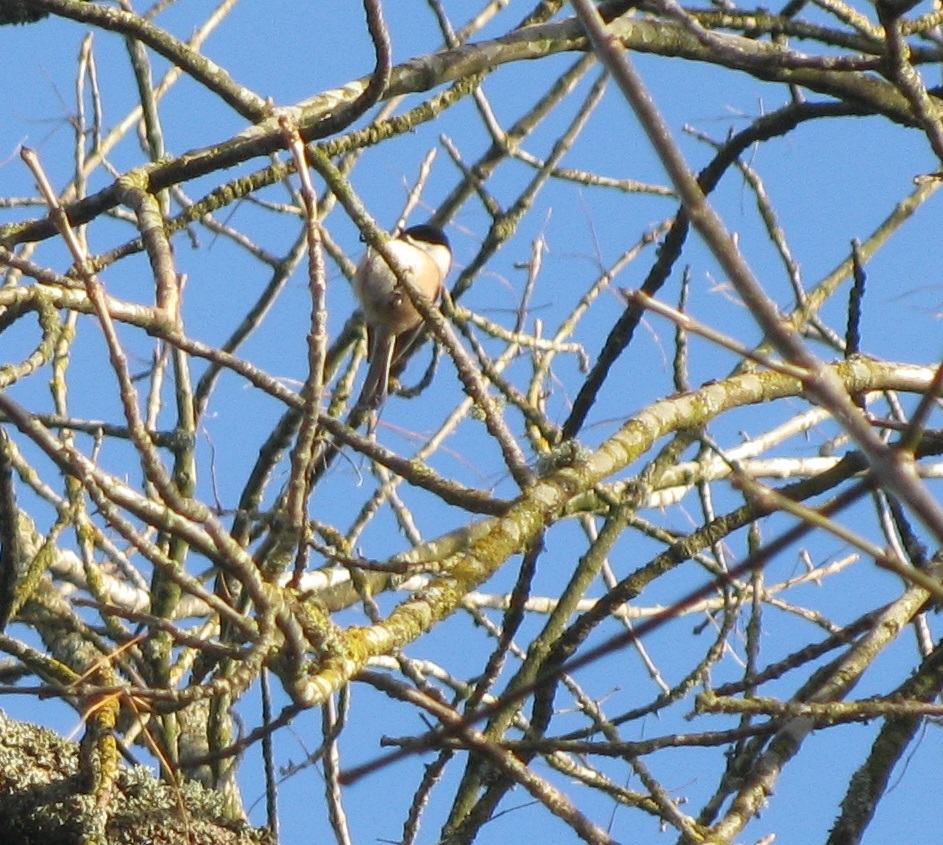 Alderwood Trail Tweets and Chirps