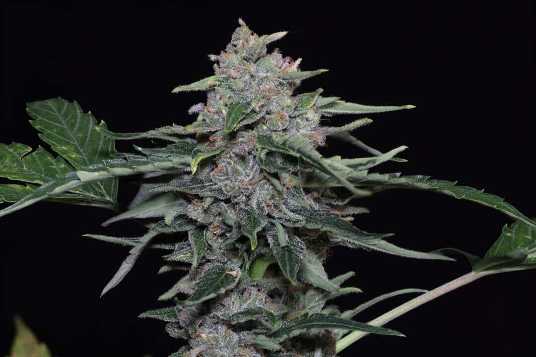 Biscauto cannabis seeds from Twenty20 Mendocino