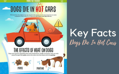 Keeping dogs safe this summer!