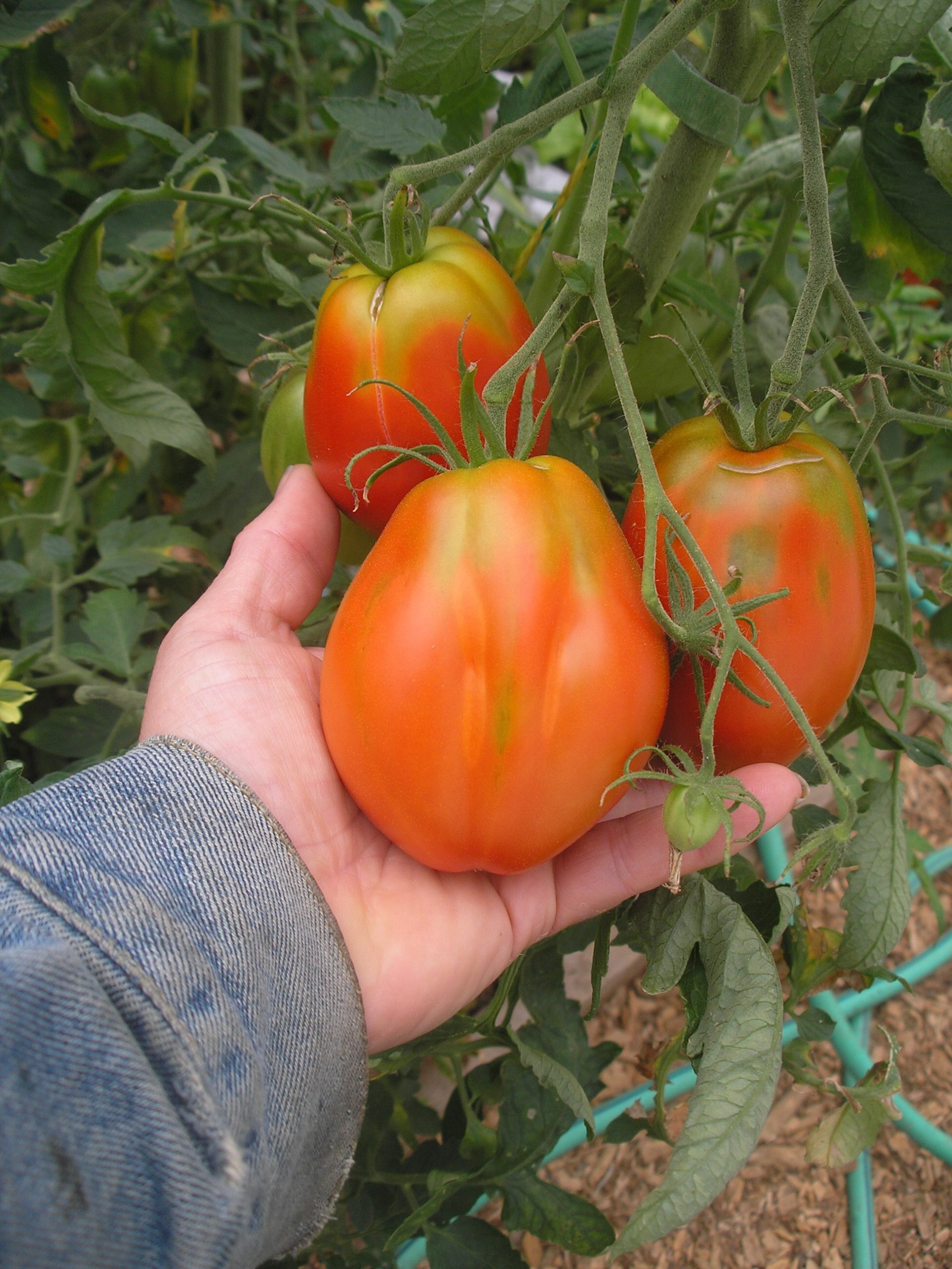 Tomato 