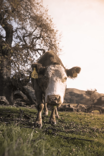 Local Food: Why It Matters