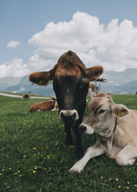 The Process of Pastured-Based Farming