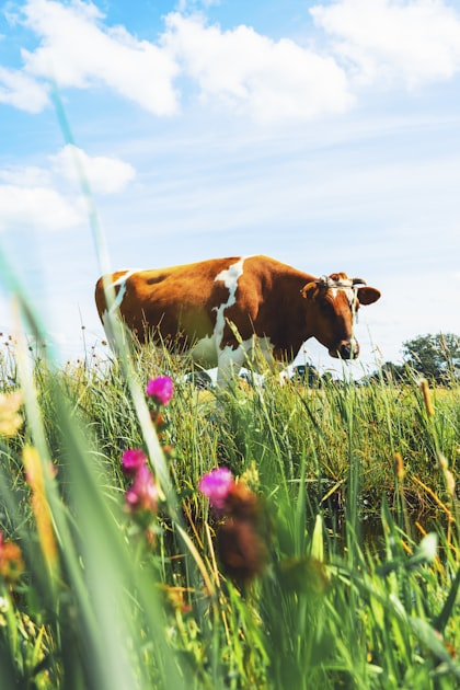 Benefits of Raw Milk Herd Shares