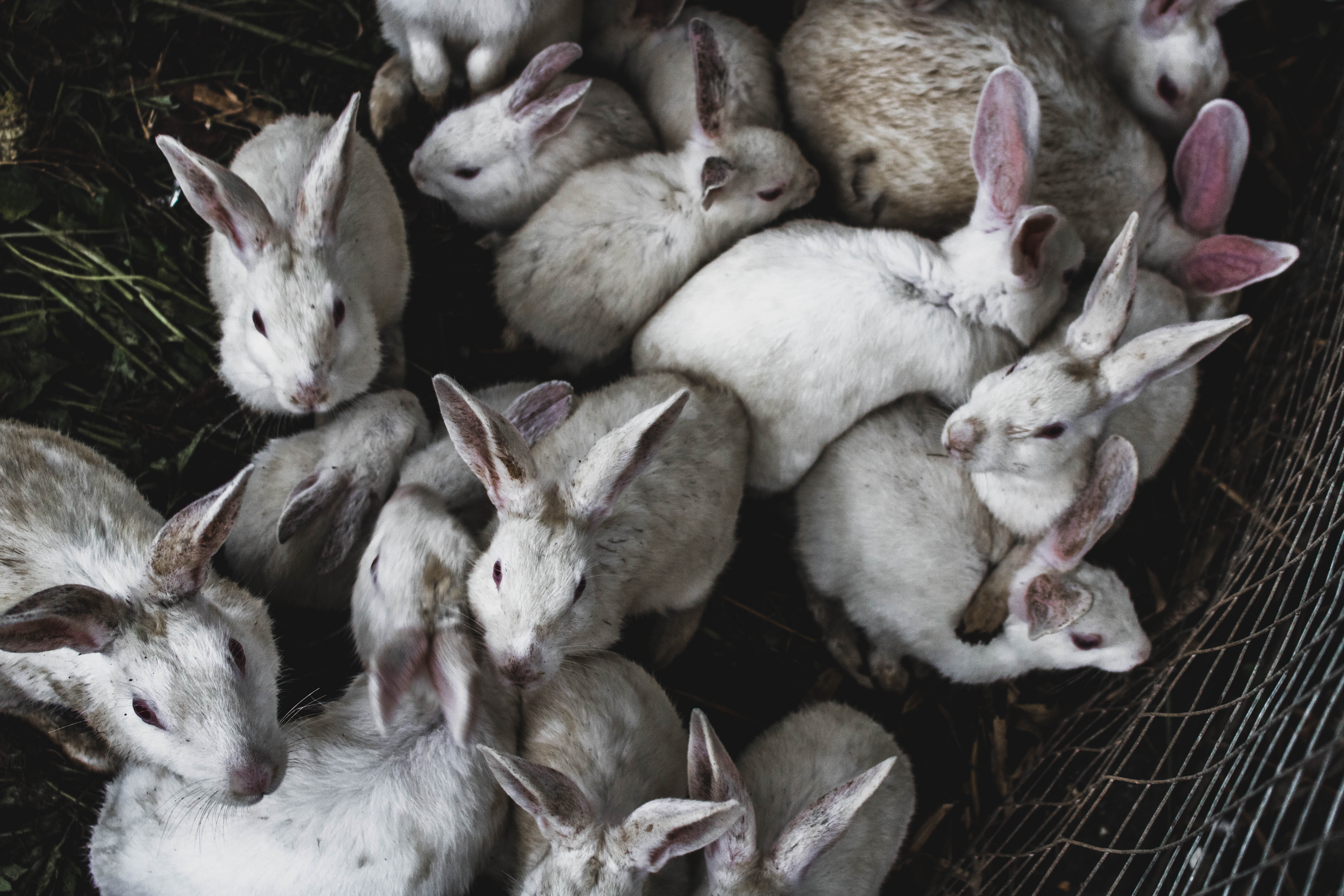 A warren on rabbits on a farm in Chhota Mangwa