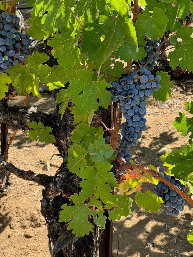 A cluster of grapes on a vine.