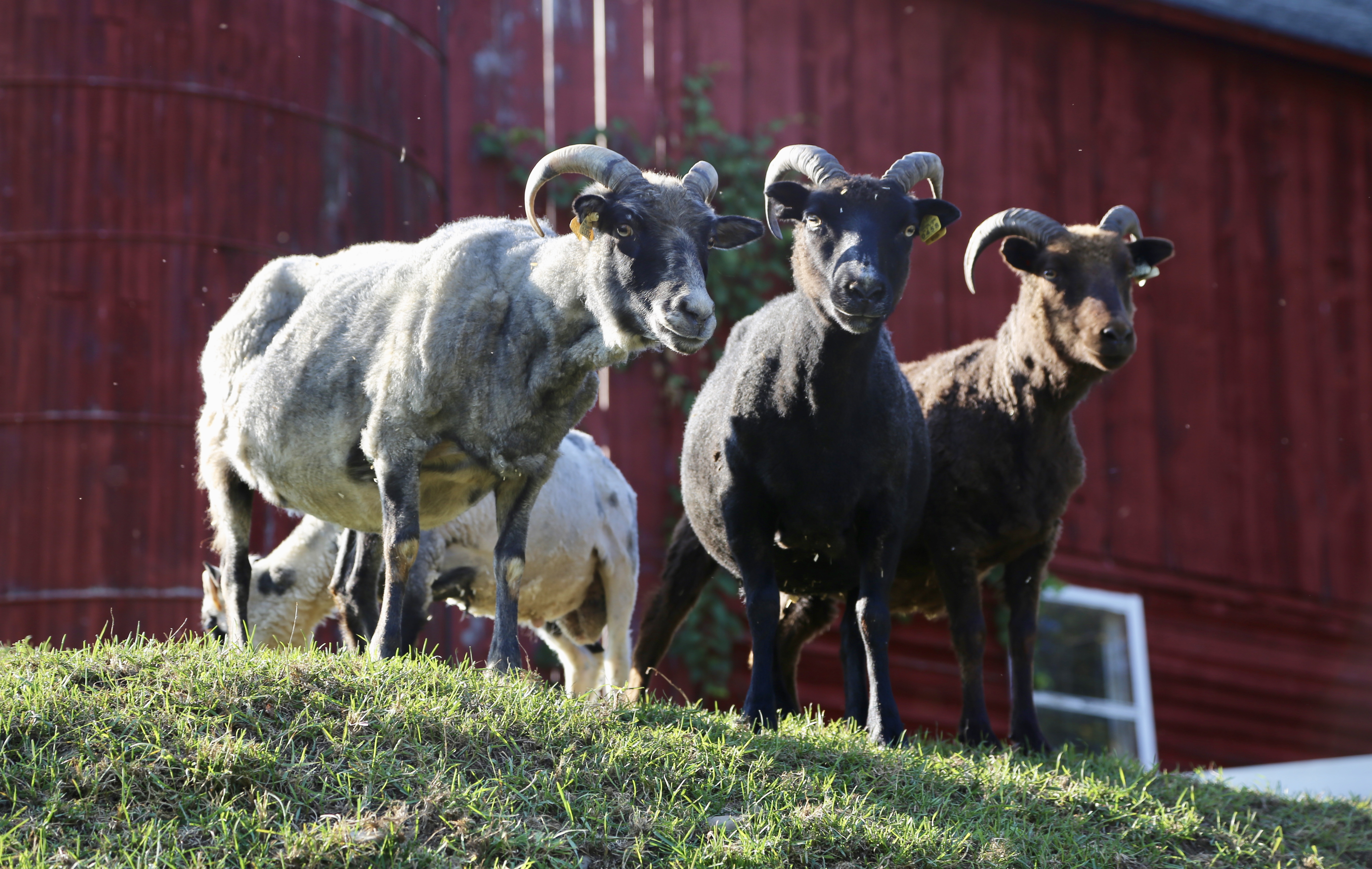 The three new Icelandic Ewes