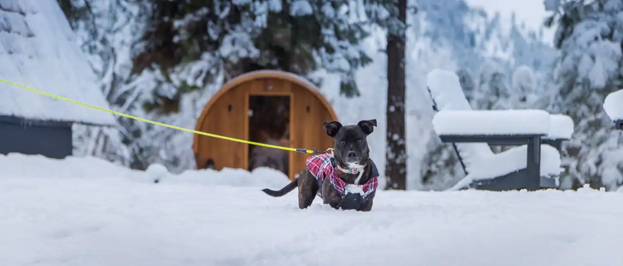 Cute dog running through snow wearing a pink plaid jacket.