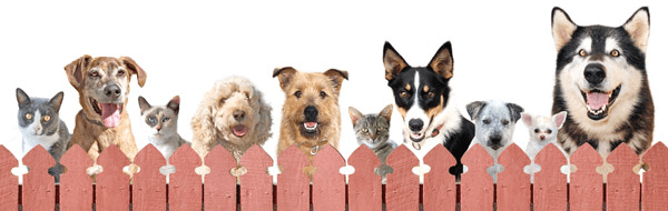 Animal Welfare League Pubcrawl