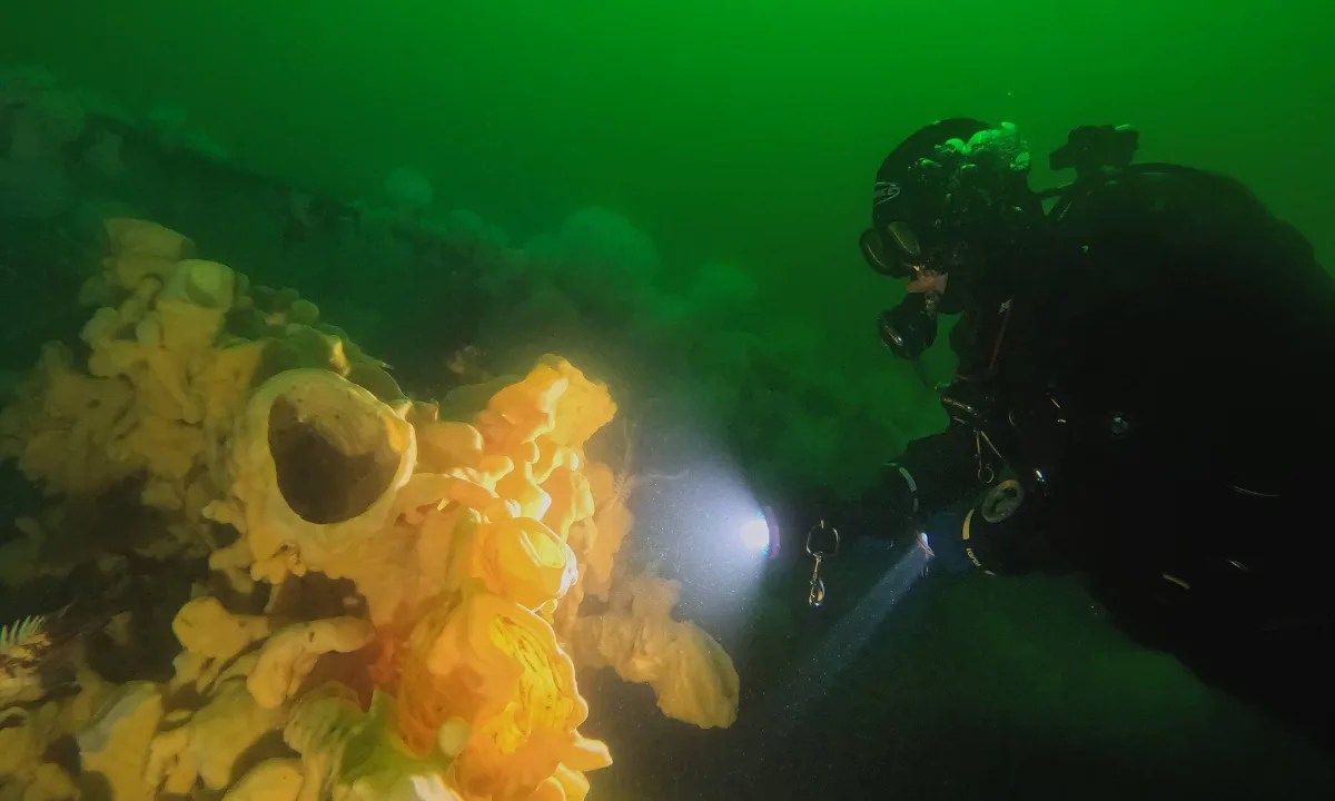 Diver approaching a large cloud sponge in green water on HMCS Cape Breton near Nanaimo, BC