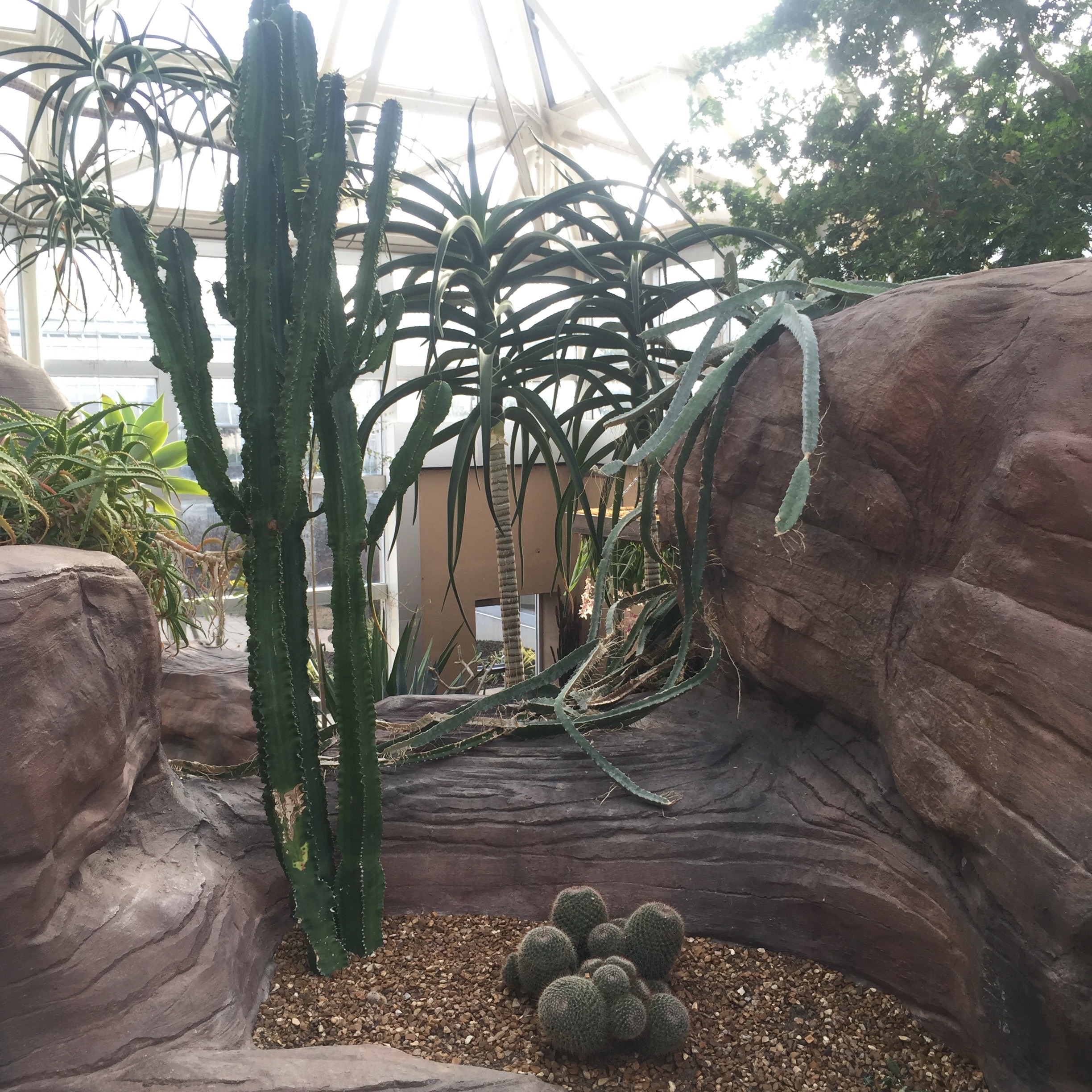 Desert