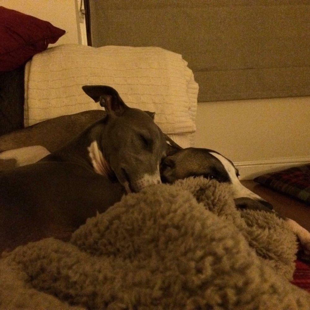 dear new whippet owner