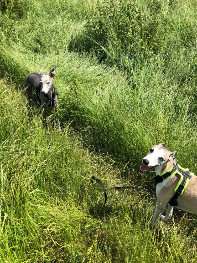 getting a second dog