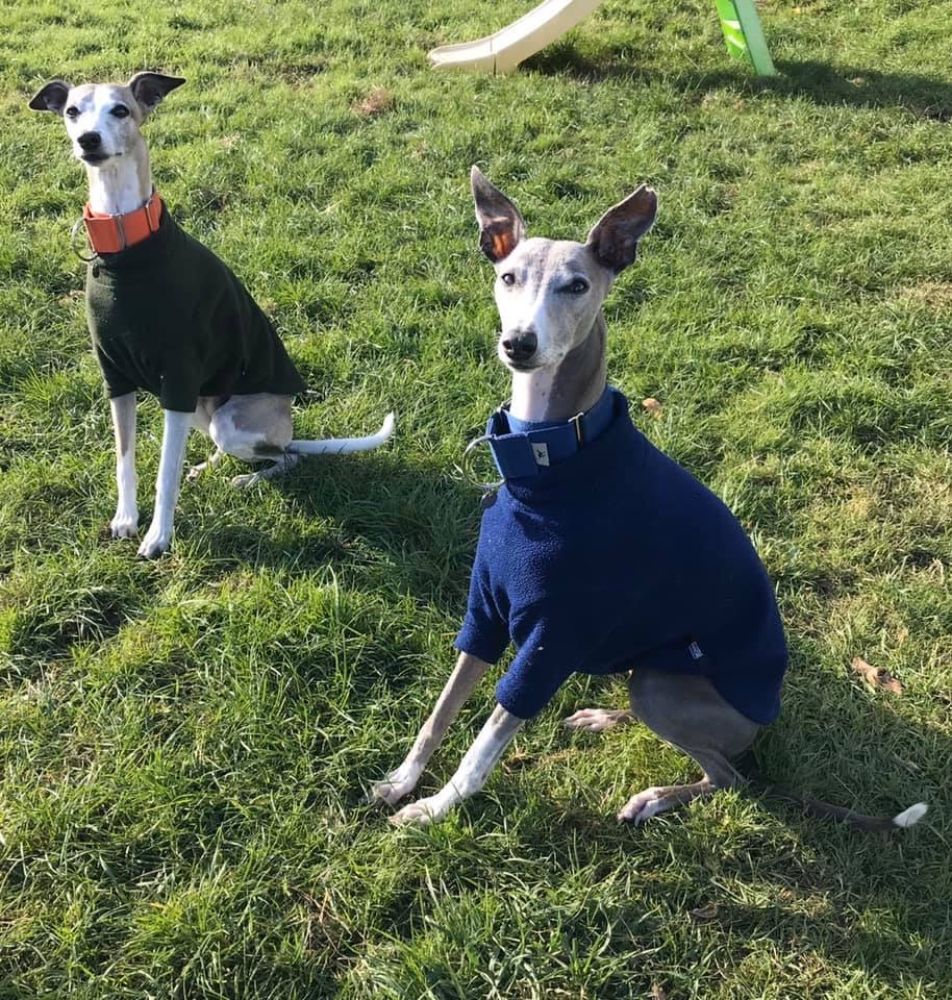 what are whippets?
