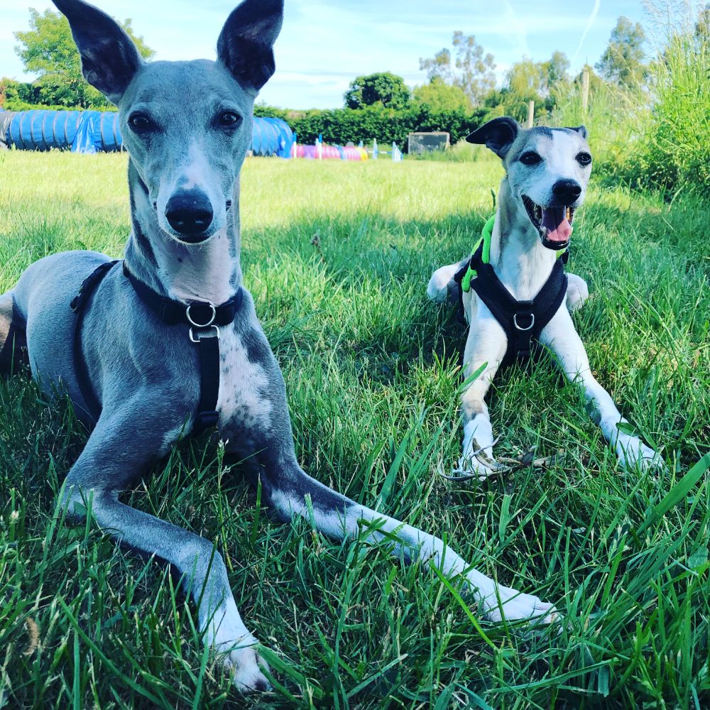 whippet collars