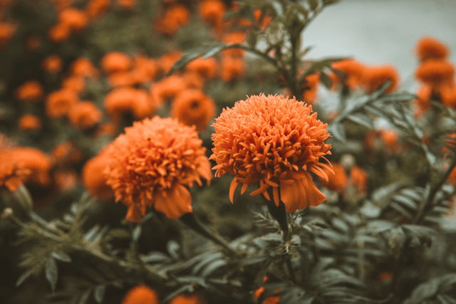 Marigold