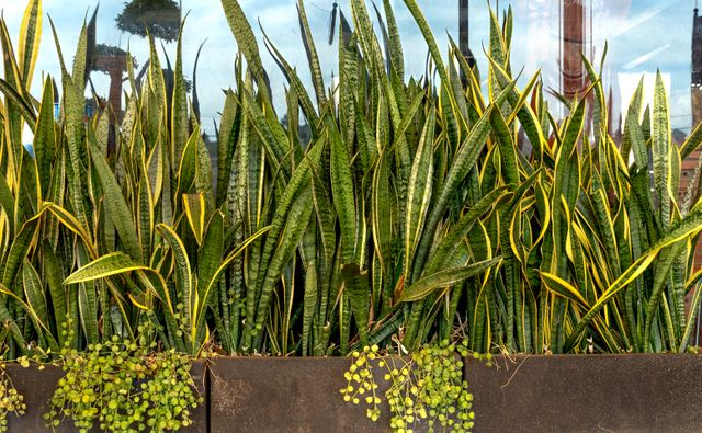 Snake-Plant