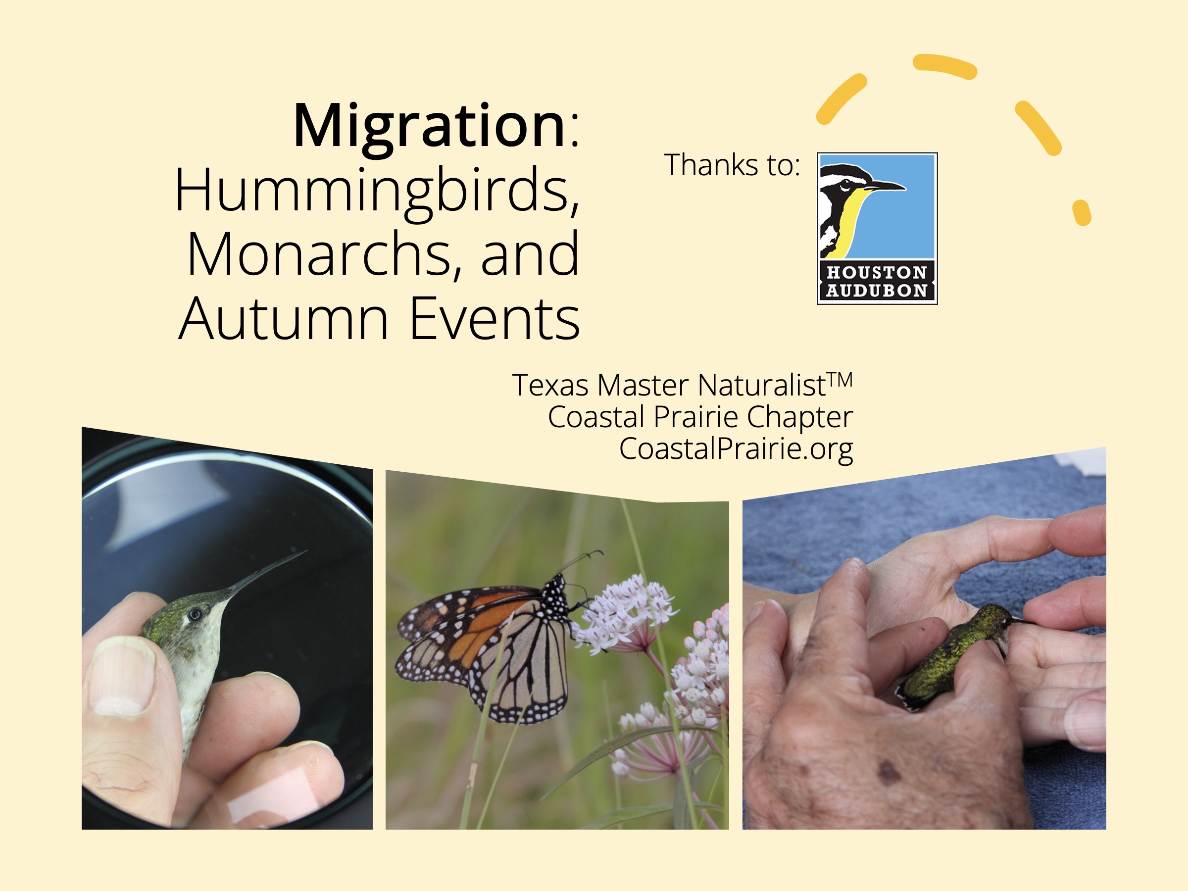 Ruby-throated hummingbird waits to be banded and released and Monarch nectars on milkweed; both are getting ready to migrate