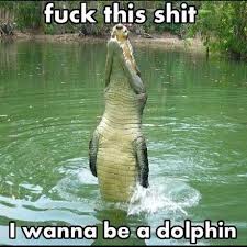 dolphingator