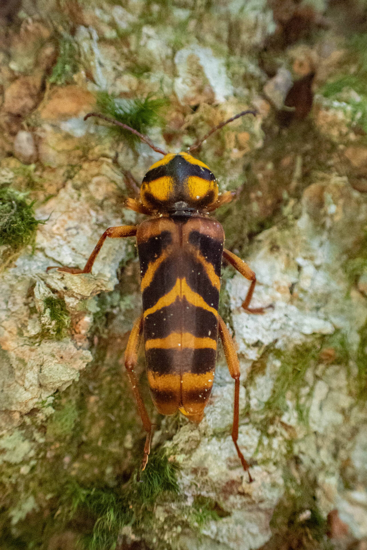 オオトラカミキリ] オオトラカミキリ (ギャラリー) - 虫林花山の散歩道