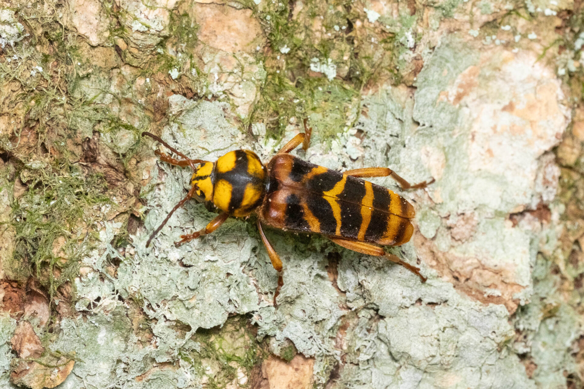 オオトラカミキリ] オオトラカミキリ (ギャラリー) - 虫林花山の散歩道