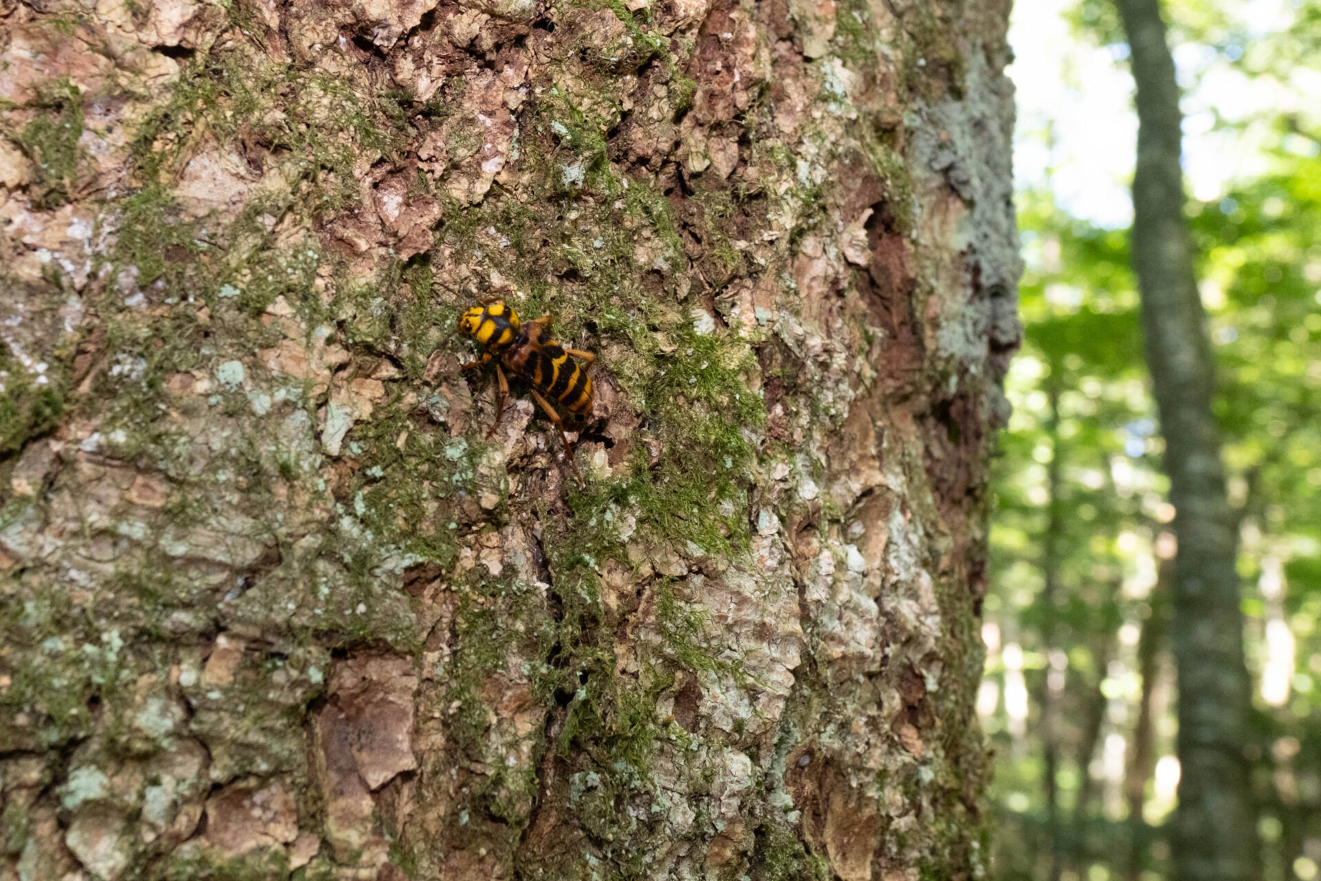 オオトラカミキリ] オオトラカミキリ (ギャラリー) - 虫林花山の散歩道