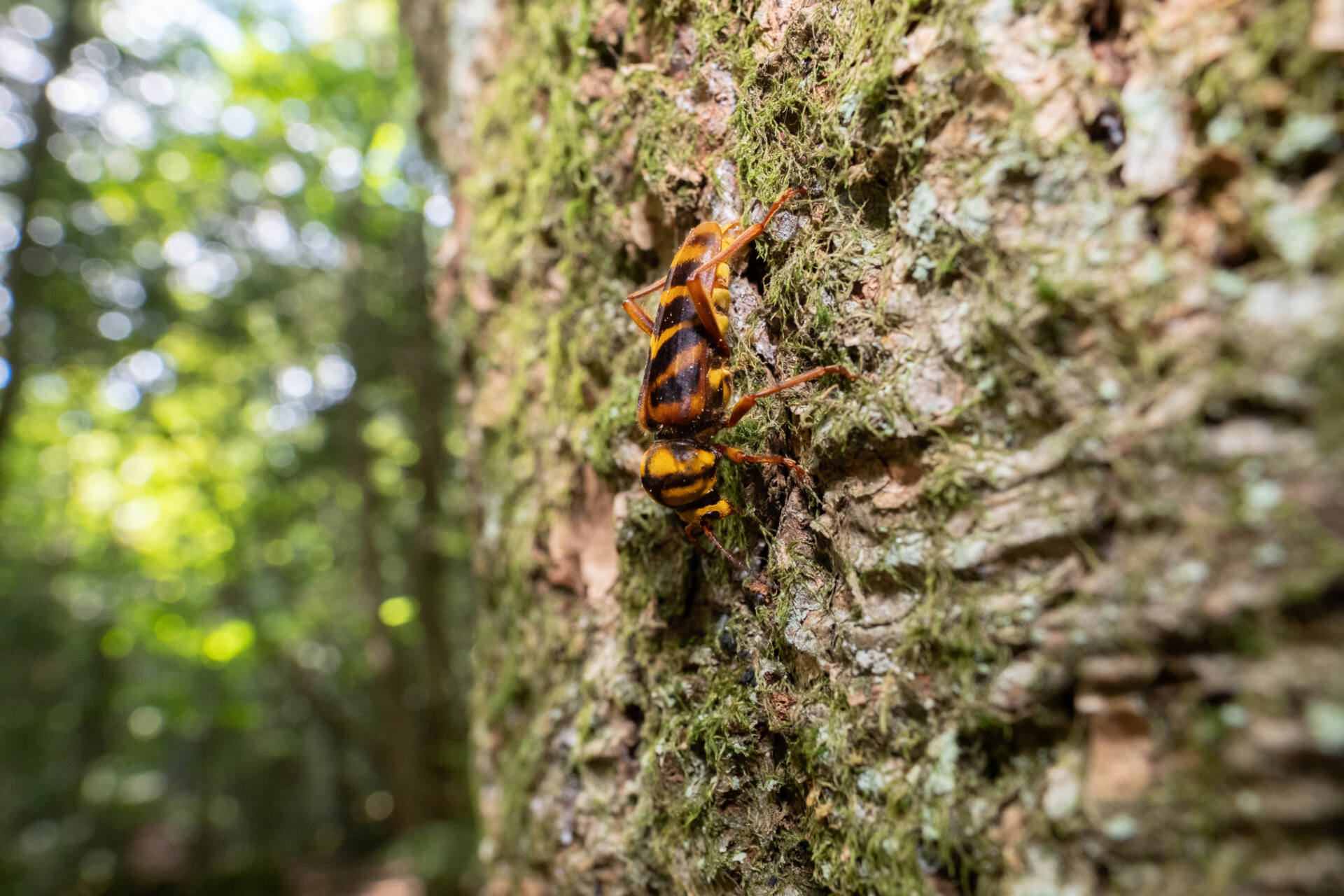 オオトラカミキリ] オオトラカミキリ (ギャラリー) - 虫林花山の散歩道