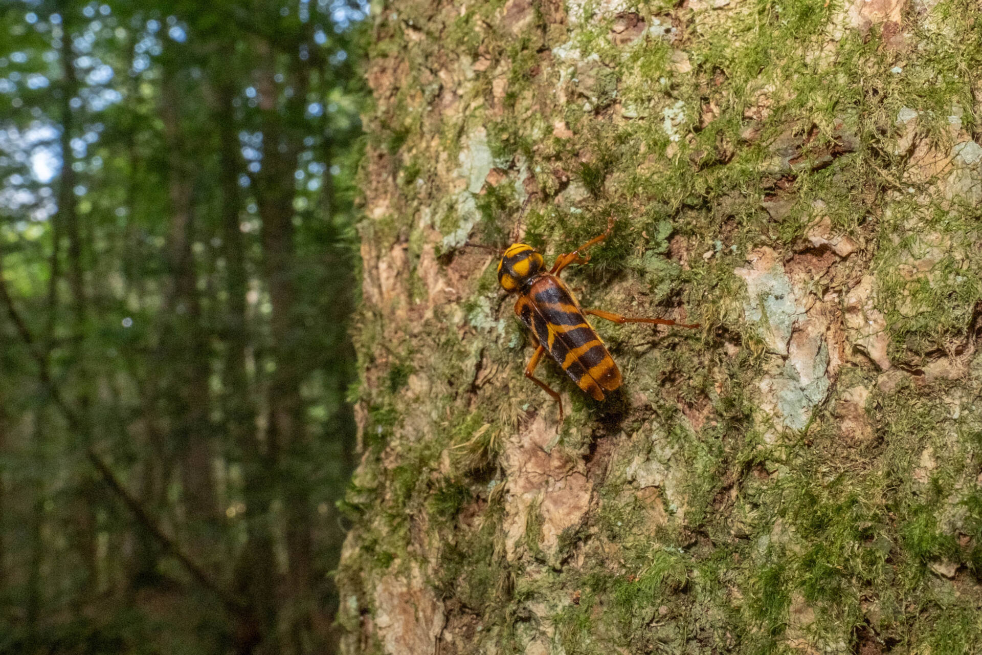 オオトラカミキリ] オオトラカミキリ (ギャラリー) - 虫林花山の散歩道
