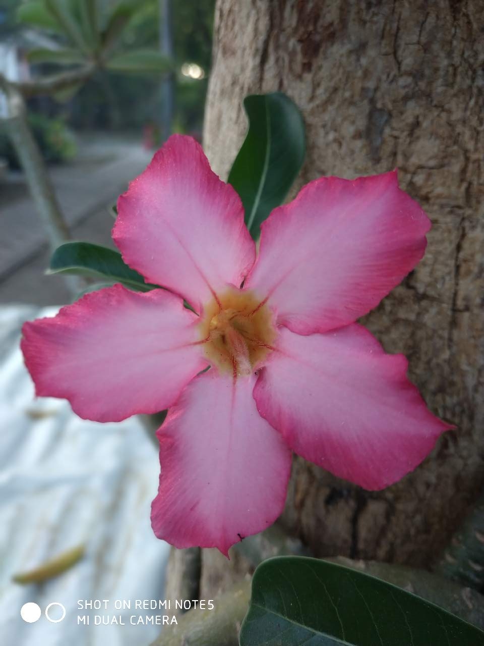 Klasifikasi ilmiah bunga adenium ( kamboja jepang ) dan manfaatnya bagi kesehatan. Paling Laju Nama Bunga