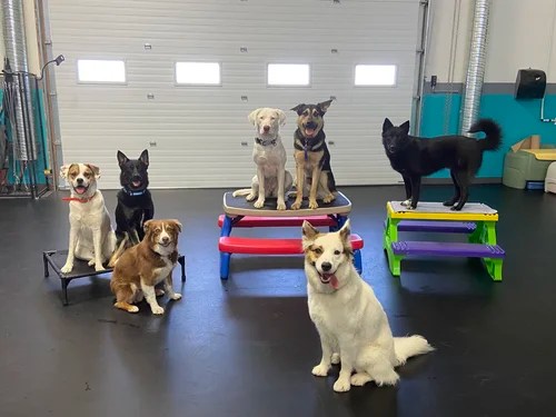 Aloha K9 Training & Pet Resort
