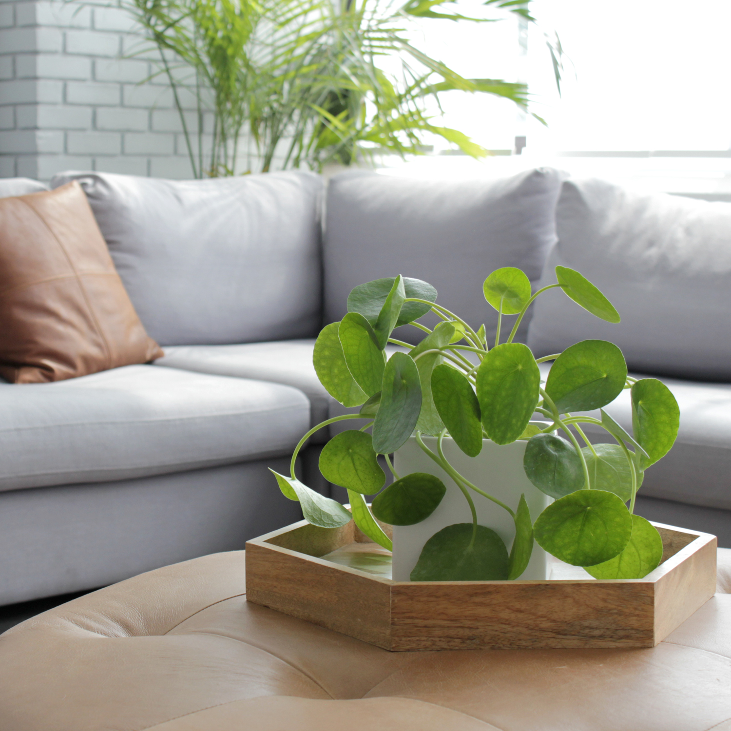 Either way, you should have the same success with growing one. Pilea Peperomioides The Chinese Money Plant Spruce Flowers And Events