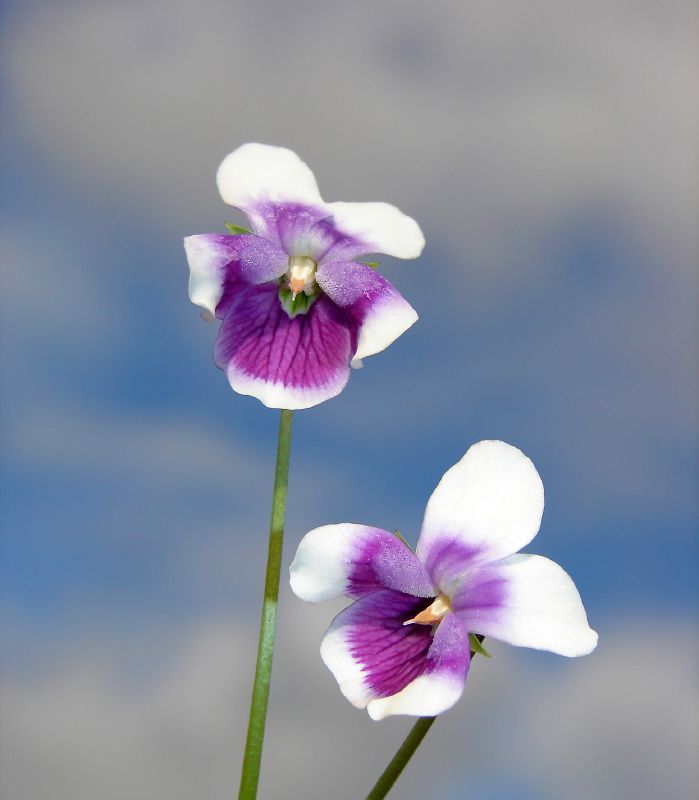 I'm a description. Click to edit me