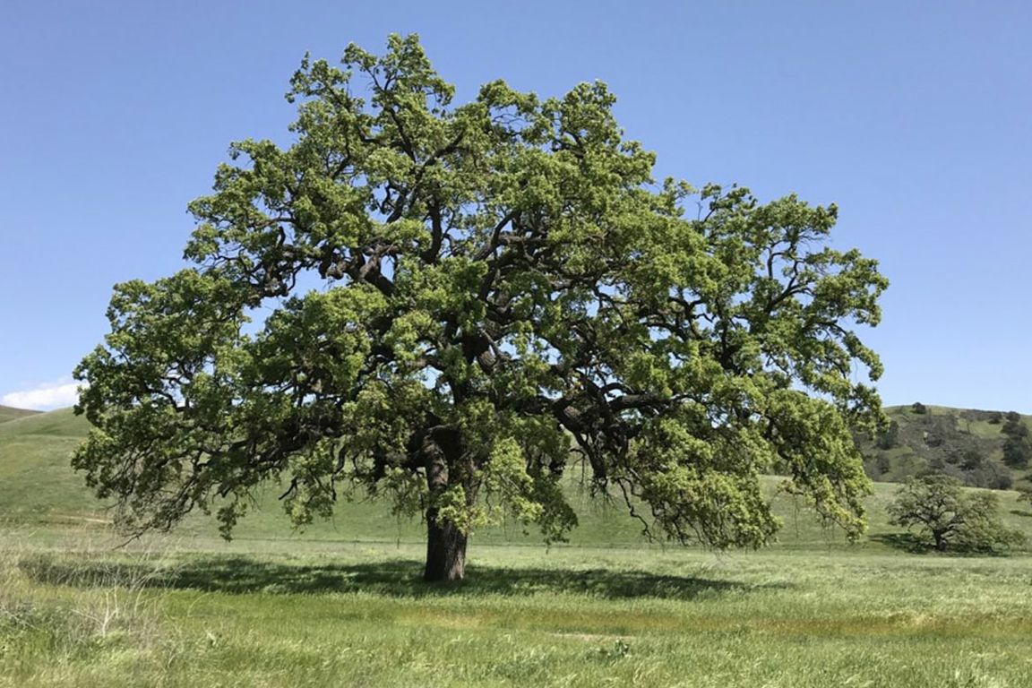 Adapting Oak Trees For Climate Change, One Acorn At A Time - UC Nature