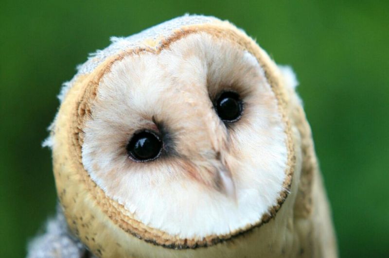 Foundation Degree In Animal Management Behaviour And Welfare University Centre Reaseheath - Best Space Designs in High Resolution