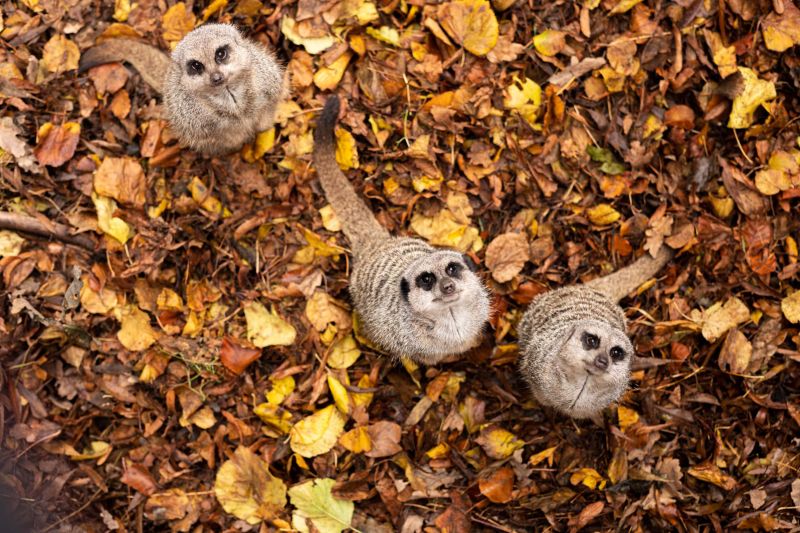 Insightful Experience For Animal Science Undergraduates Reaseheath College - Modern Minimal Illustration - Desktop