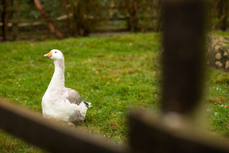 Foundation Degree In Animal Management Behaviour And Welfare University Centre Reaseheath - Stunning 4K Nature Pictures | Free Download